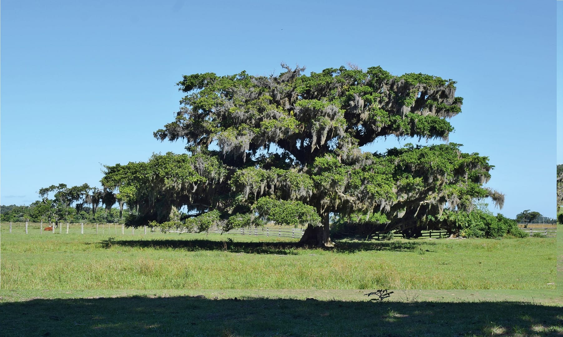 Fazenda Barra dos Quirinos